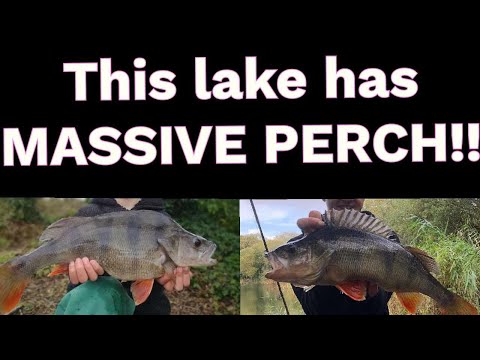 Ledgering for Massive Perch with Prawns with an Underwater Camera