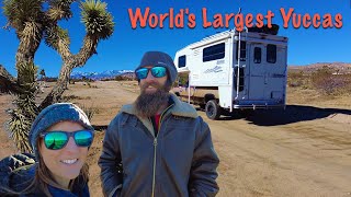 World's Largest Yuccas: Truck Camper Living | RV Life | DestinatioNow Ep85