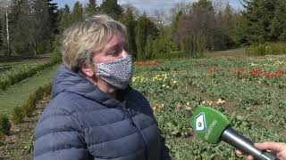 У Харківському ботсаду зацвіли тюльпани та магнолії
