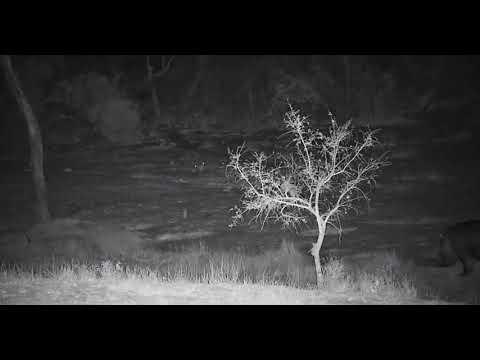 Djuma: What do you think runs through as Hippos are leaving? - 19:42 - 09/28/19