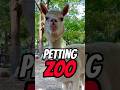 This INSANE PETTING ZOO Is Not What I Expected! 😭 #alpaca #shorts