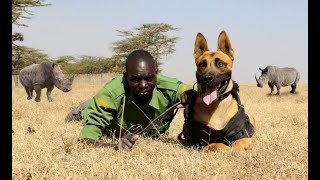 DIEGO THE MALINOIS - LETHAL ANTI POACHING DOGS
