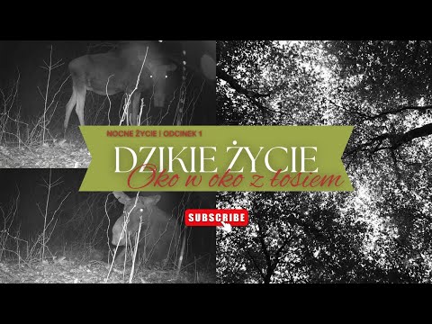 Nocne spotkanie z łosiem | Dzikie Życie – Bolimowski Park, Odcinek 1