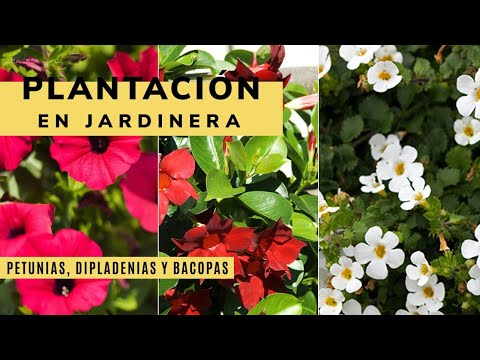 , title : 'Plantación de petunias, dipladenias y bacopas en jardinera - Decogarden - Jardinatis'