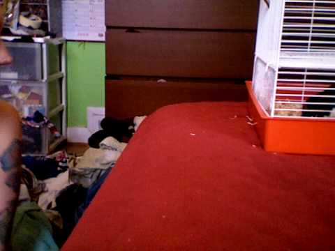 Cookie the rat does tricks