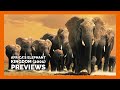 Opening To Africa S Elephant Kingdom 2001 VHS