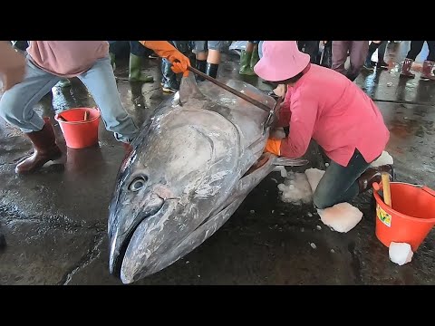 The Sharpest Knife Cut Over 880 Lbs Giant Bluefin Tuna