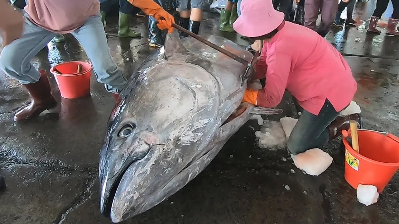 The Sharpest Knife Cut Over 880 Lbs Giant Bluefin Tuna