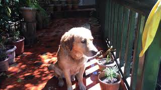 preview picture of video 'Pet friendly place at Kodai'