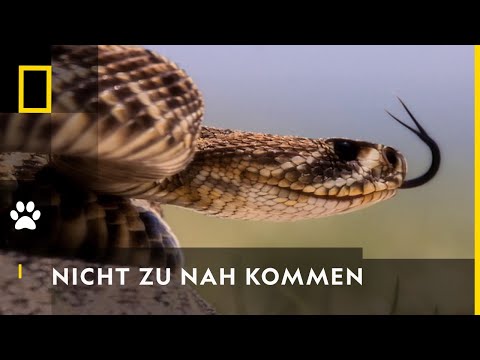 Ein gefährlicher Biss! | Reich der Schlangen