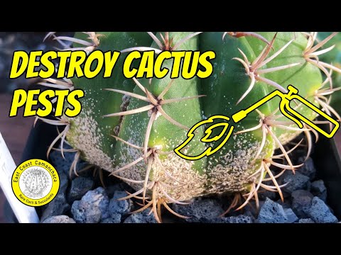, title : 'How to kill ☠️ mealybugs and scale bugs on cacti 🌵 and succulents'