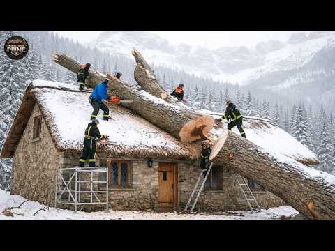 Idiots With Chainsaws: Tree Cutting Fails | Extreme Dangerous Logging Truck Fails #37