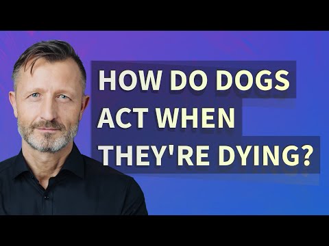 How do dogs act when they're dying?