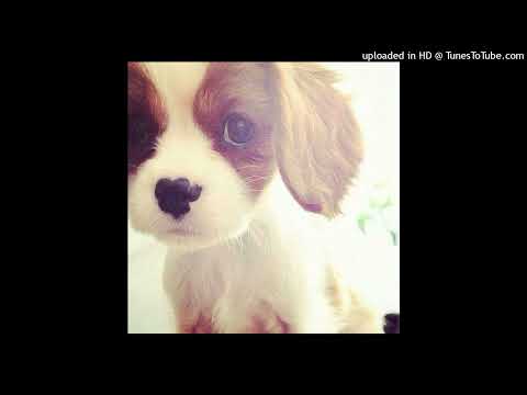 *free* digicore x hyperpop type beat