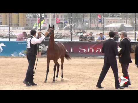 N.5 SAMA AM - Menton 2015 - Yearling Fillies 1 year old (Class 1A)