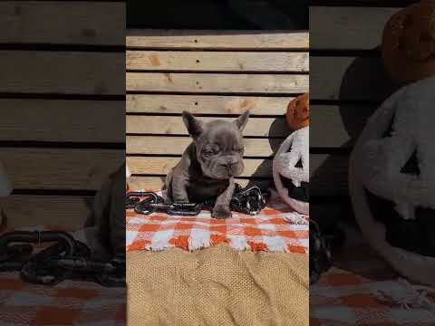 Video 3