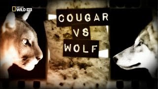 Смотреть онлайн Пумы и волки борются за выживание