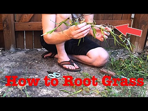 Planting St Augustine Grass Runners // 100% Success