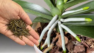 DIE BESTE ART, Orchideen zu düngen! 🌸  Verrücktes Wurzelwachstum und wilde Blüte!