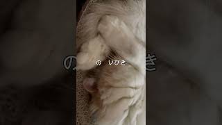 猫のいびき　#スコティッシュフォールド　#ねこ