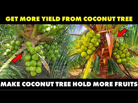 How To Get More Yield From Coconut Tree | How To Make Coconut Hold More Fruit