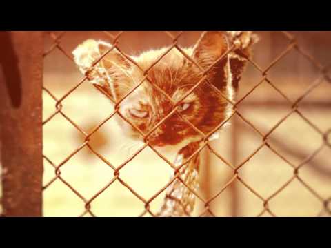 Concerned Kittens make you conscious of Climate Change