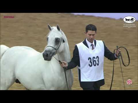 N 363 HAKEEM AL WAAB   Qatar National Arabian Horse Championship 2021   Stallions 4 6 Years Old Clas