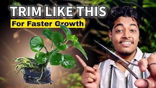 How to Get Beautiful, Healthy #Anubias  (Care Tips + Trimming the Right Way) #PlantedTank