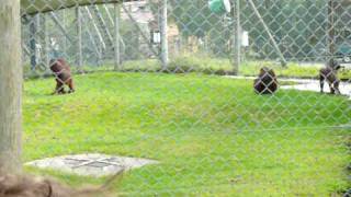 preview picture of video 'Orangs recreate the Great Escape at Monkey World'