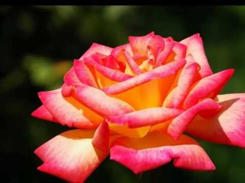 Andre Rieu - The red rose cafe