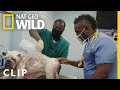 Treating A Dog With Mites Critter Fixers Country Vets
