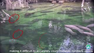 Newswise:Video Embedded saving-endangered-species-new-ai-method-counts-manatee-clusters-in-real-time-saving-endangered-species-new-ai-method-counts-manatee-clusters-in-real-time-saving-endangered-species-new-ai-method-counts-manatee-clusters-in-real-time