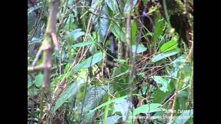 preview picture of video 'Alto pisones tapaculo- Scytalopus sp -ENDEMICO- PMN Agualinda-Apia RISARALDA'