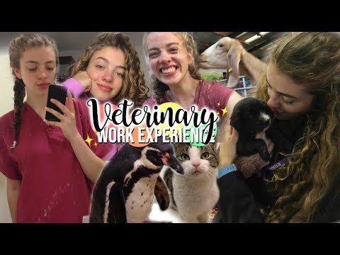 All The Veterinary Work Experience I Did! Advice & What I Learned 🦜