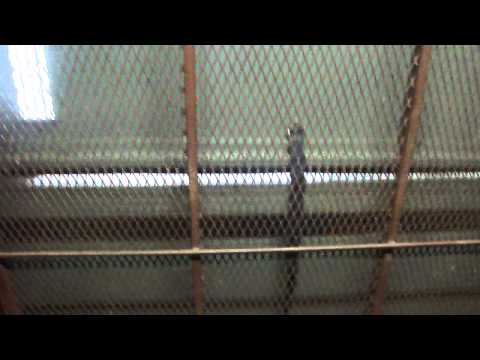 Montgomery Hydraulic Freight Elevator #2 @ The Galleria, Fort Lauderdale, FL