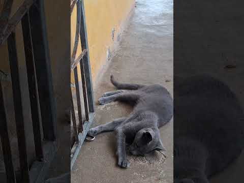 #ceará #10mil #viral #aracoiaba #2025shorts #2026 #gatos #miau #milhões #maciço #nordeste #top#2000