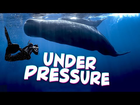 Under Pressure: How Whales Conquer CRUSHING Depths