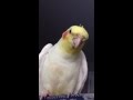Desi, whistlingThe Andy Griffith theme song