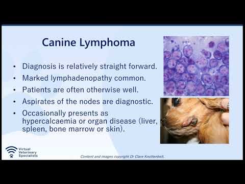 VVS Oncology Webinar - Canine Lymphoma: Next Steps with Dr Clare Knottenbelt.