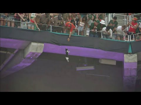 Watch Stray Cat Survive Long Fall From Upper Deck At Hard Rock Stadium On Saturday