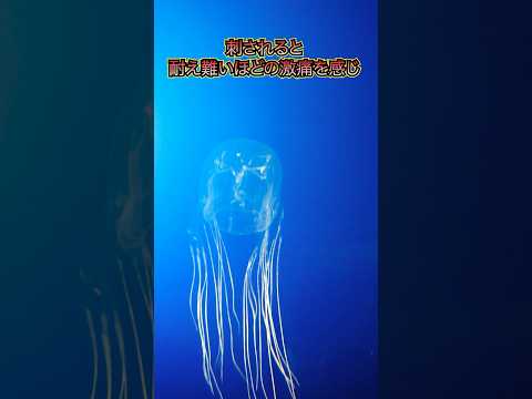 [Danger] 4 poisonous creatures found in the ocean