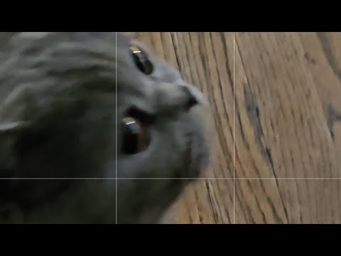 MI LINDA GATITA 🐈‍⬛️ #gatos #Scottish 