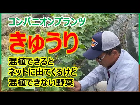成功するにはインゲンの隣に何を植えますか?家庭菜園との良い関係、悪い関係のポイント  庭園