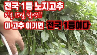 노지 고추 전국 1등 고추가 무안에서 나왔다 이 고추 이기면 전국 1등입니다. 6월 15일 촬영 기준입니다!…