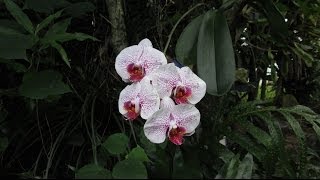 How Orchids Grow in Hawaii