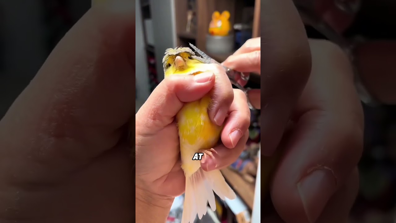 #foryou #funny #animals #cute #fyp #tiktok