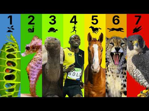 The 7 Levels of Biological Speed