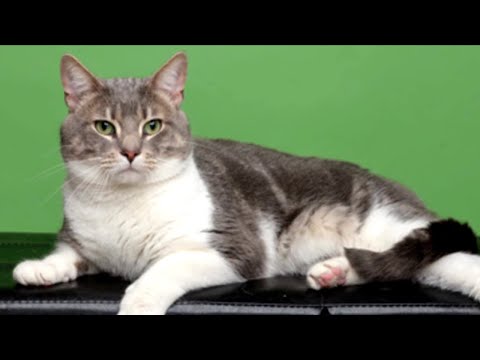 NJ West Hampton Animal Shelter & Super Bowl Sunday