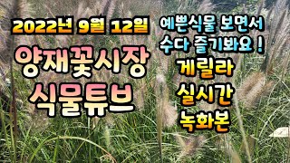 2022년 9월 12일 월요일   예쁜식물들 보면서 수다즐겨봐요   #양재꽃시장 #식물튜브 #수다방