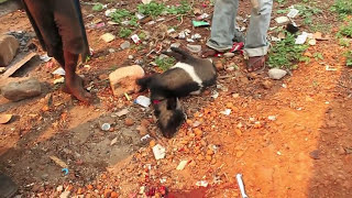 WARNING: GROSS - Turning a Goat into a Scholarship - Smarter Every Day 34